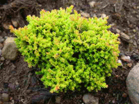 calluna_vulg_golden_cry.gif