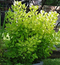 cotinus_coggygria_perukbuske.jpg