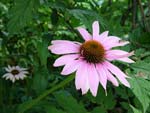 echinacea_magnus.jpg