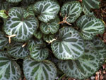 viola_variegata_v_Nipp_1.jpg